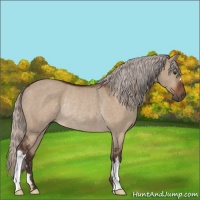 Horse Color:Silver Brown Dun Rabicano 