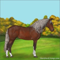 Horse Color:Silver Brown Tobiano 