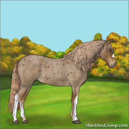 Horse Color:Chocolate Palomino Roan