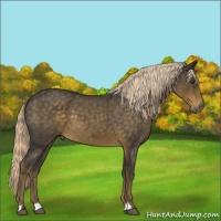 Horse Color:Chocolate Palomino Roan 