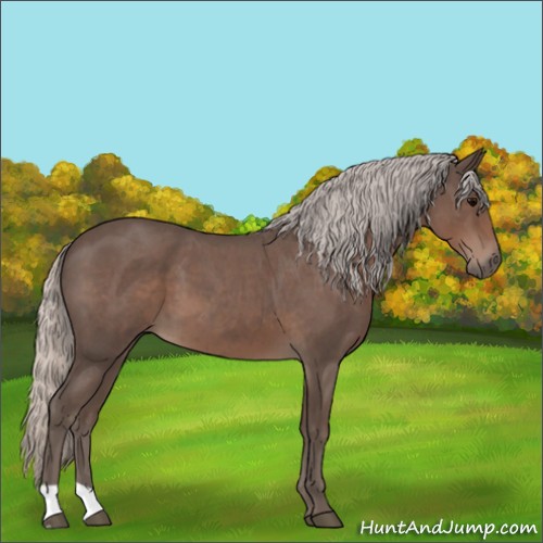 Horse Color:Silver Blue Roan