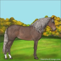 Horse Color:Silver Blue Roan 