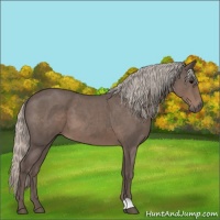 Horse Color:Silver Blue Roan 