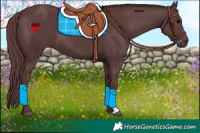 Horse Color:Chocolate Black