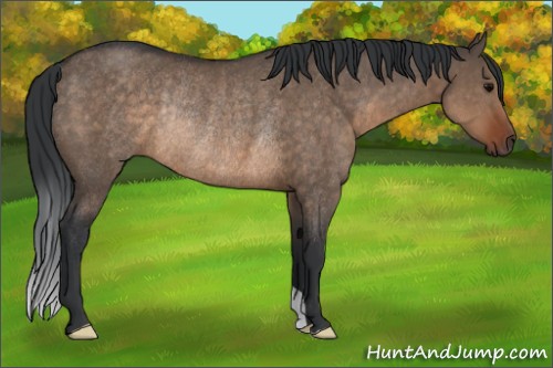 Horse Color:Brown Dun Rabicano 