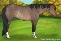 Horse Color:Brown Dun Rabicano 