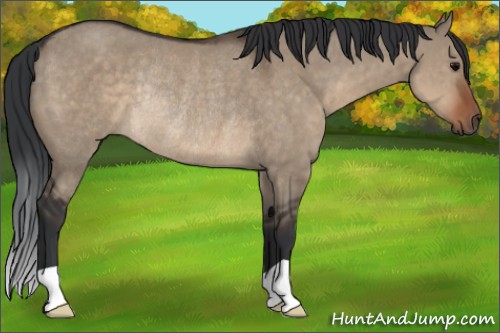 Horse Color:Brown Dun Rabicano 