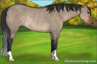 Horse Color:Brown Dun Rabicano 