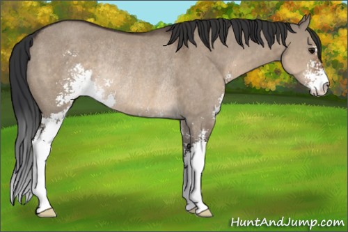 Horse Color:Brown Dun Sabino Rabicano 
