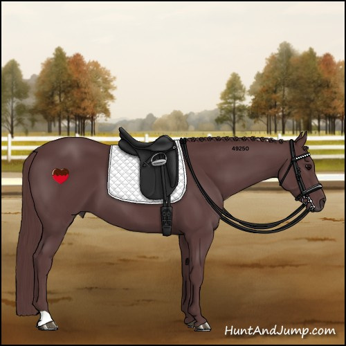 Horse Color:Chocolate Black