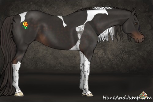 Horse Color:Liver Chestnut Tobiano 