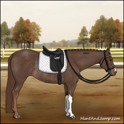 Horse Color:Liver Chestnut Rabicano 