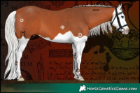 Horse Color:Silver Bay Splash 