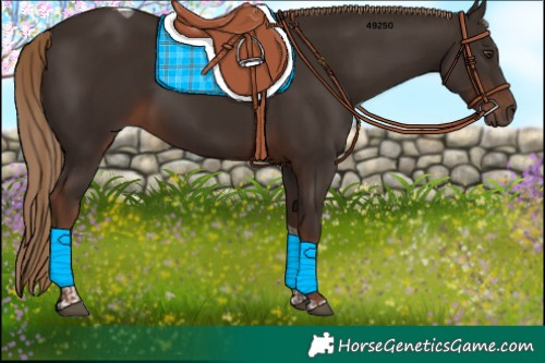 Horse Color:Liver Chestnut Tobiano 