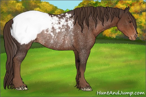 Horse Color:Liver Chestnut Appaloosa Rabicano 