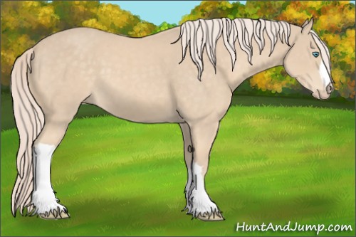 Horse Color:Cremello 