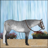 Horse Color:Silver Bay Chinchilla