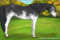 Horse Color:White Spotted Black 