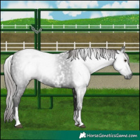 Horse Color:Gray White Spotted Liver Chestnut 