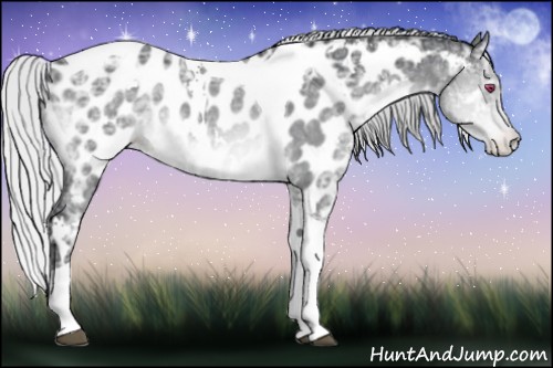 Horse Color:White Spotted Silver Brown Chinchilla Ice Tobiano Appaloosa