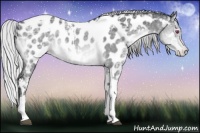 Horse Color:White Spotted Silver Brown Chinchilla Ice Tobiano Appaloosa