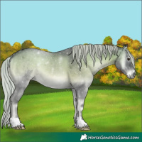 Horse Color:Silver Blue Onyx Chinchilla 