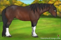 Horse Color:Bay Rabicano 