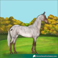 Horse Color:Liver Red Roan Mushroom Rabicano