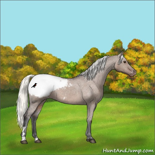 Horse Color:Liver Red Dun Mushroom Appaloosa