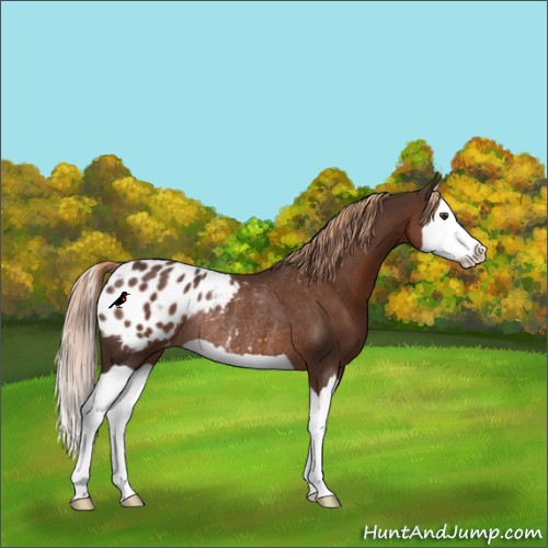 Horse Color:Liver Chestnut Splash Appaloosa Rabicano