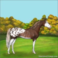 Horse Color:Liver Chestnut Splash Appaloosa Rabicano 