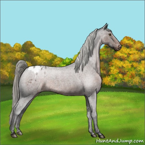 Horse Color:Liver Red Roan Mushroom Appaloosa 