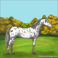 Horse Color:Liver Red Dun Mushroom Appaloosa Rabicano Brindle