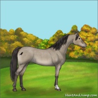 Horse Color:Smoky Grullo Roan Mushroom 