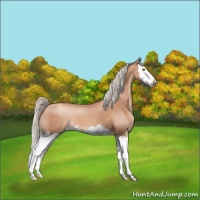 Horse Color:Silver Sable Champagne Splash 