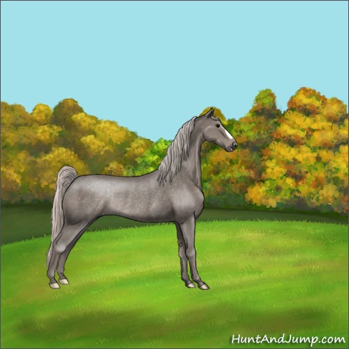Horse Color:Silver Black Rabicano 