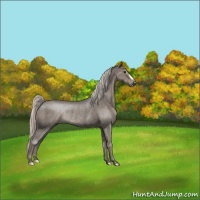 Horse Color:Silver Black Rabicano