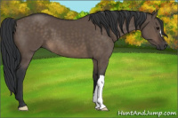 Horse Color:Brown Dun 