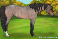 Horse Color:Bay Roan 