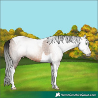 Horse Color:Gray Amber Champagne Tobiano Rabicano