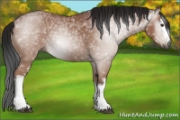 Horse Color:Gray White Spotted Bay Ice