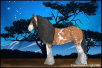Horse Color:Bay Sabino 