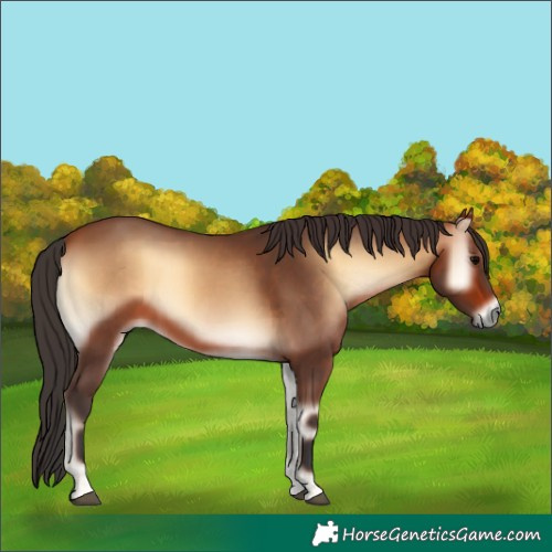Horse Color:Bay Onyx 