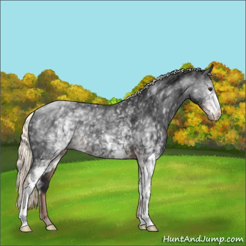 Horse Color:White Spotted Liver Chestnut Mushroom Appaloosa