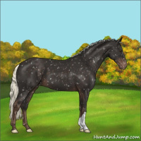 Horse Color:Liver Chestnut Mushroom Appaloosa 