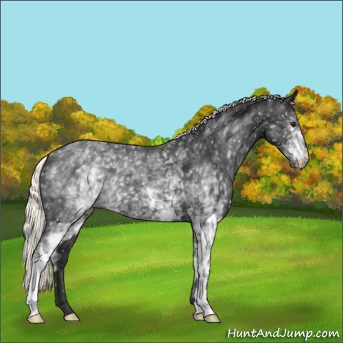 Horse Color:White Spotted Liver Chestnut Mushroom Appaloosa