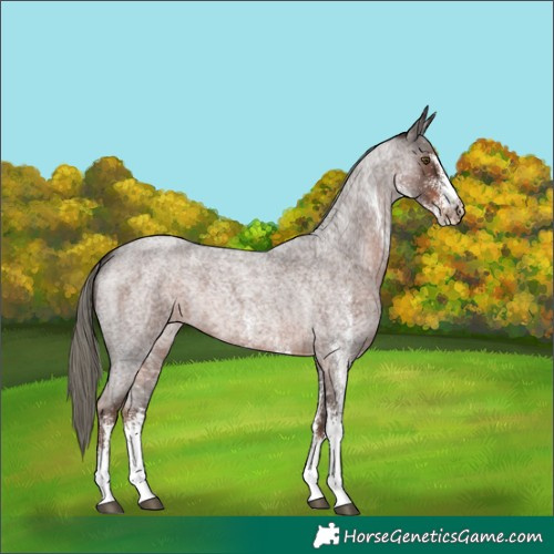Horse Color:White Spotted Liver Red Roan Mushroom Rabicano