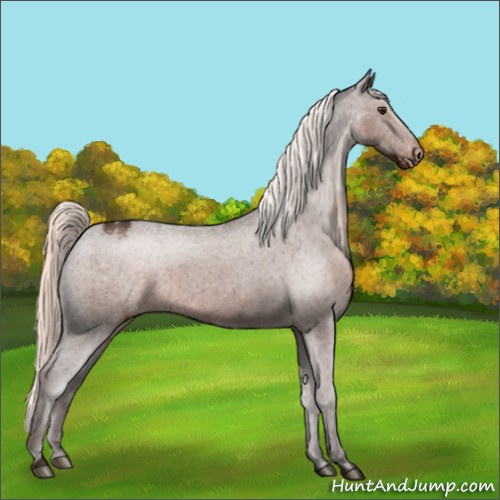 Horse Color:Liver Chestnut Mushroom Appaloosa 