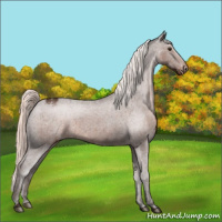 Horse Color:Liver Chestnut Mushroom Appaloosa 
