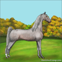 Horse Color:Liver Chestnut Mushroom Varnish 